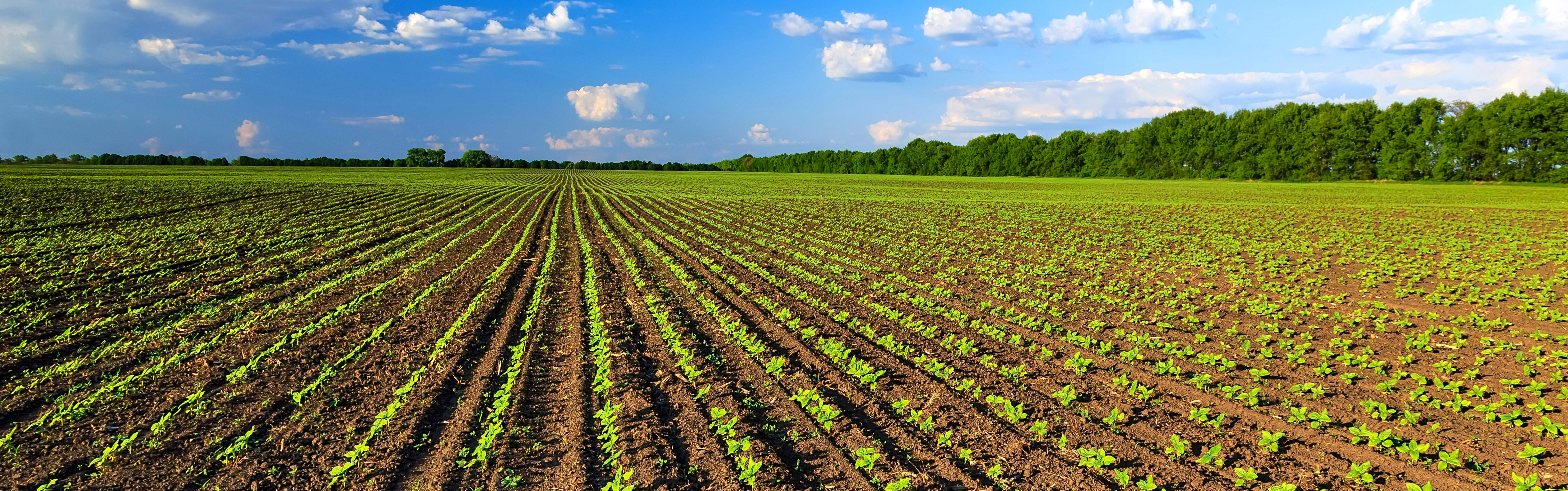 soybeans