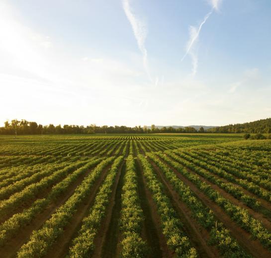 farm field